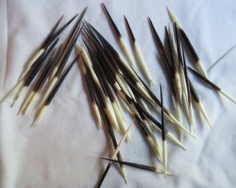 South African Porcupine Quills - (Five) 3" to 5 1/2"