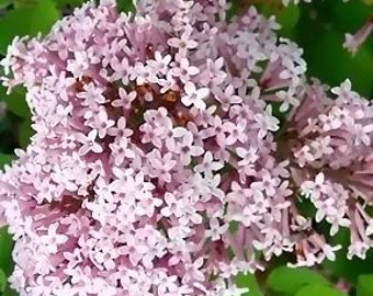 Miss Kim Lilac Bush, Lilac plant, live plant, flowering plants, more plants at, www.etsy.com/shop/ThePlantBoutique