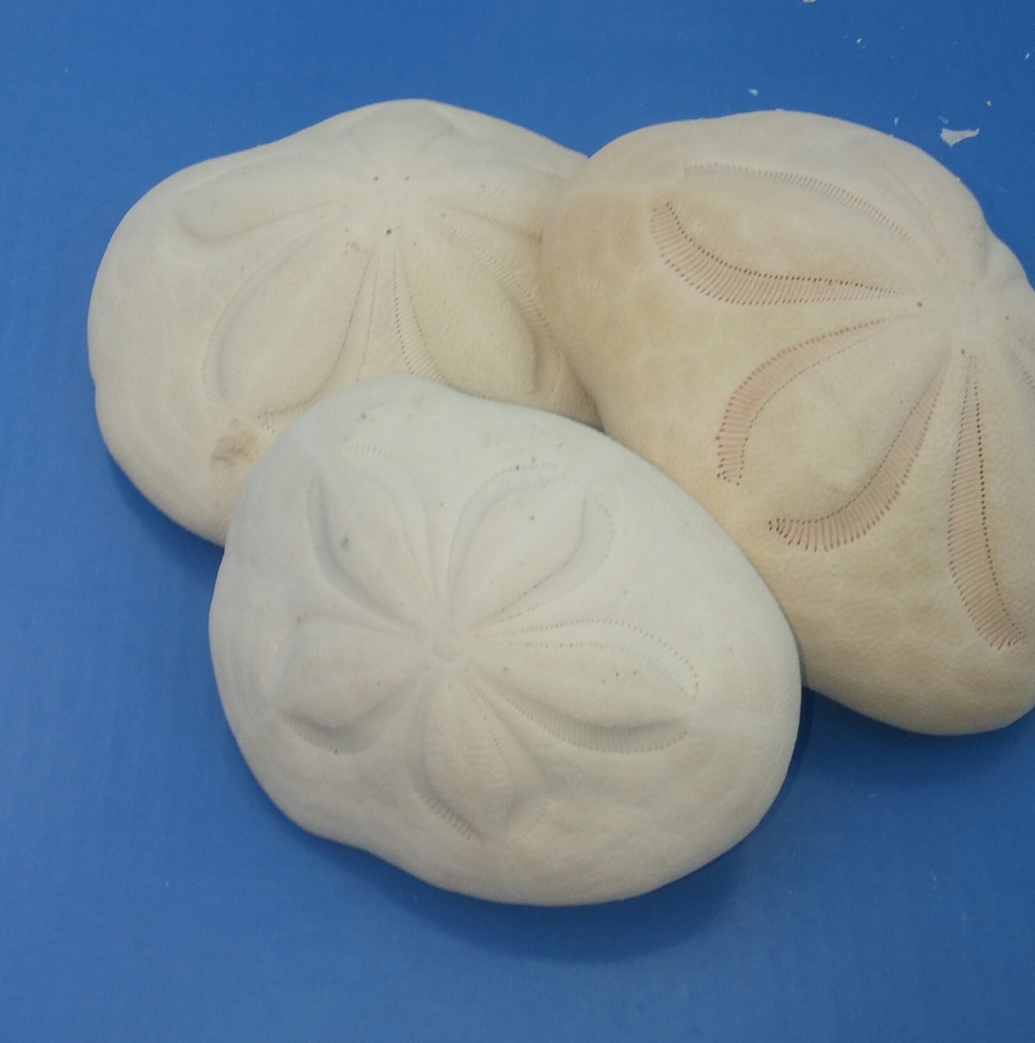 Sea Biscuit Sea Cookie Large 3 to 4 1/4 sand by MacDriftwood