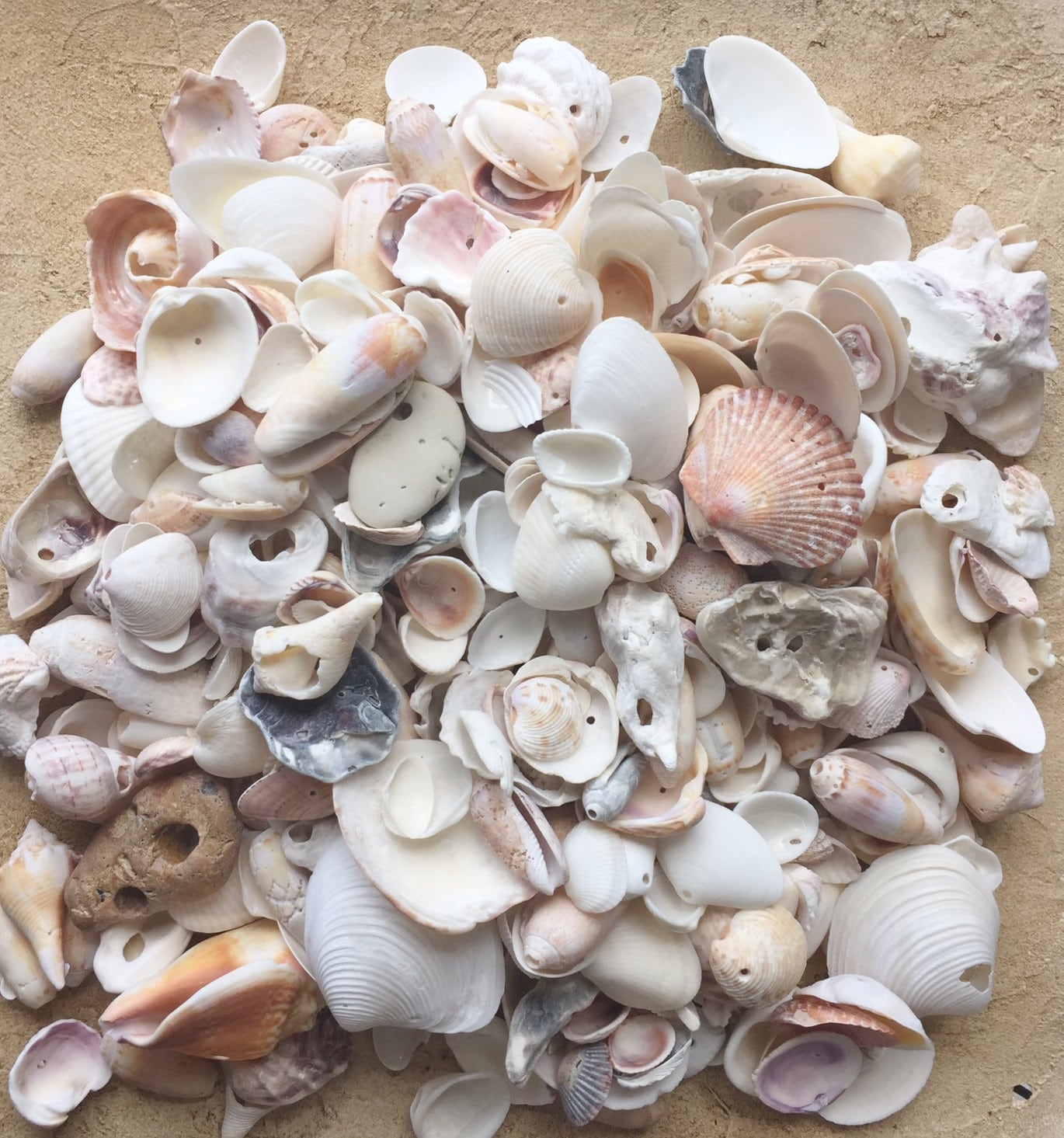 4 LB Bulk Craft Shells w/holes / Florida Seashells / Beach