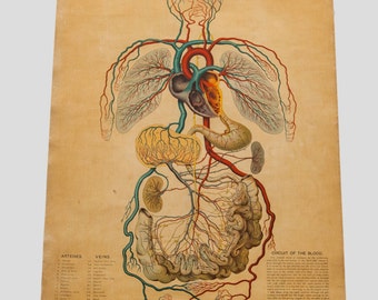Antique 19th Century Anatomical Chart Yaggy's Blood Formation