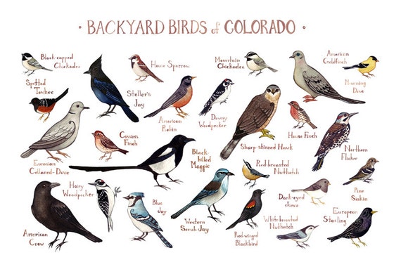 Colorado Backyard Birds Field Guide Art Print / Watercolor