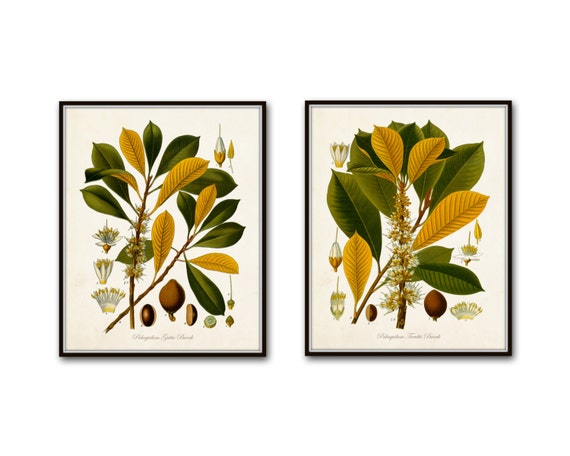 Flora No.2 Vintage Botanical Prints Giclee Print Sets Wall