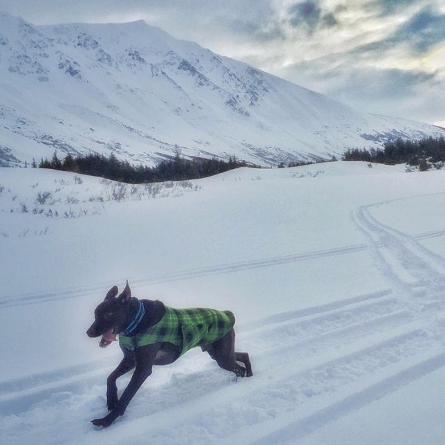 Handmade greyhound coats dog coats crate by TheThimbleAndHound