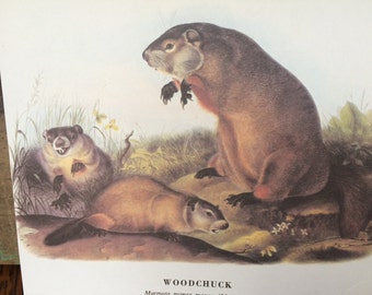 Maryland Marmot Woodchuck Groundhog Vintage Audubon Book Plate
