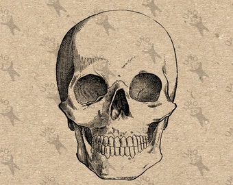 Vintage retro drawing Human Skull Anatomy Halloween image Instant Download Digital printable clipart graphic Burlap Transfer Iron On 300dpi