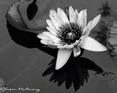 Lily Flower Photograph, Black and White, Nature Photography, Nature Photo Wall Art, Square Photo, Walls Decor, Flower Art, Home Decor