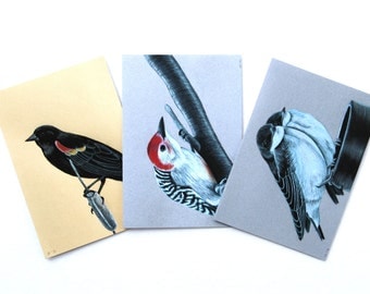 Bird Card Set With Envelopes Wildlife Card Set Blank Greeting Card Set Bird Thank You Card Fine Art Cards Boxed Notecard Set