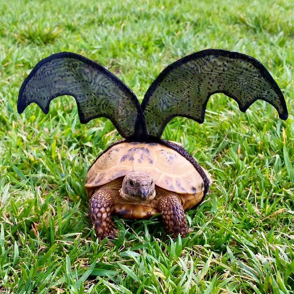 Pet Tortoise Costume Bat Costume Pet Costume Tortoise