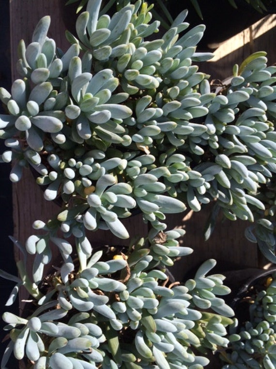 Succulent Plant Large Blue Chalk Sticks