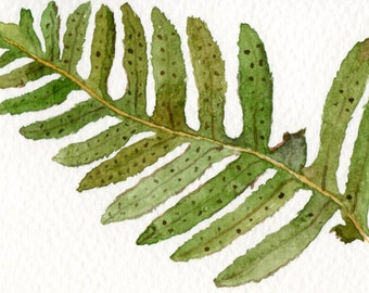 Fern, Aceo original watercolour painting, Miniature art