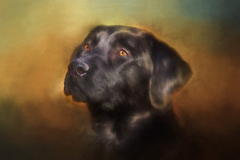 Black Lab Portrait Pet Photography labrador retriever black