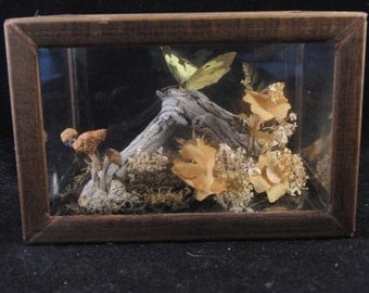 Vintage decorating butterflies taxidermy by Flowers of the Rockies
