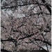 Elizabeth Long