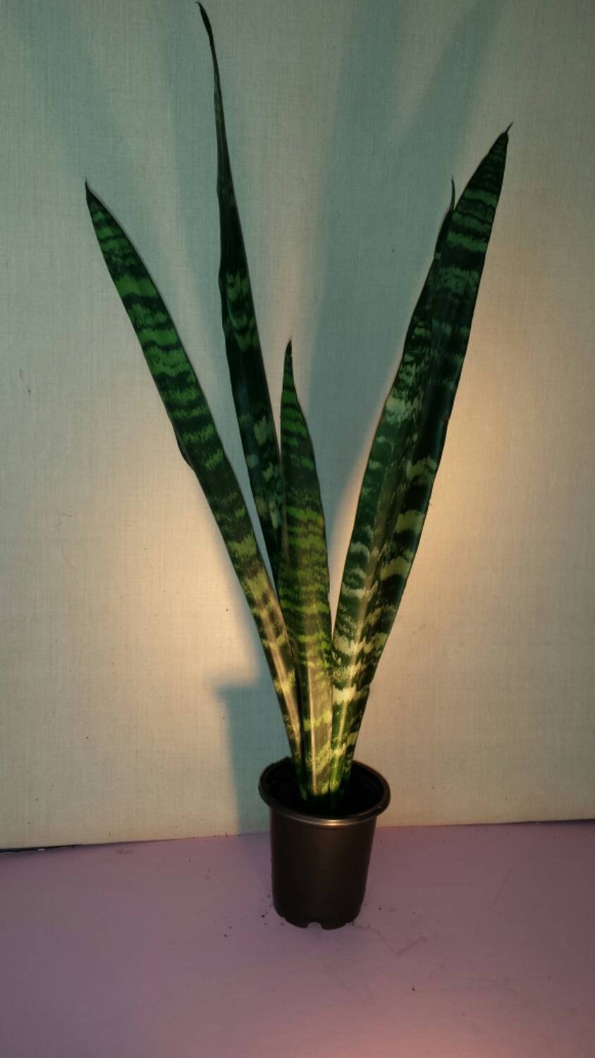 A Very Tall Sansevieria Snake Plant in a by EmeritusHoldings