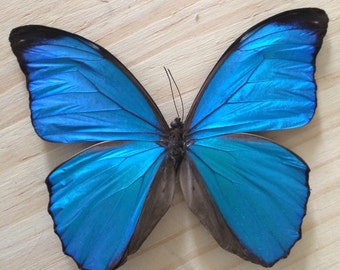 Blue Morpho \\ Real Butterfly \\ Dried Butterfly \\ Taxidermy Butterfly \\ Preserved Butterflies \\ loose butterfly