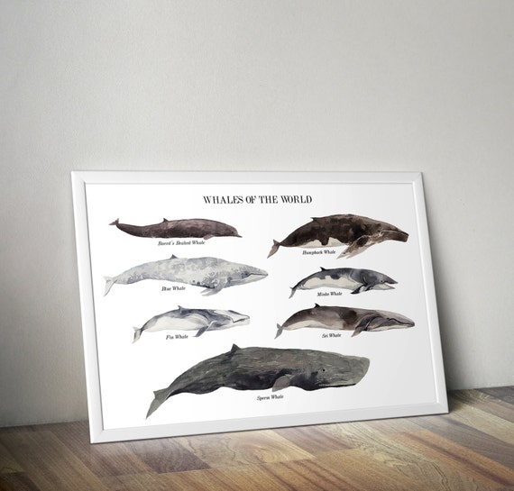 Whales poster whale poster whale print whales by ariadnathread