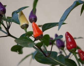 AJI DE JARDIN, Pepper Seeds ,Capsicum annuum , Organically Grown, A very uncommon variety.