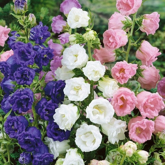 Double Mix CUP AND SAUCER Campanula Seeds Wonderful mix of