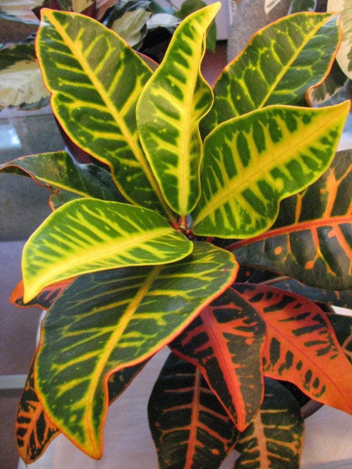 Multi Color Croton Nervia Plant Large Tropical Houseplant