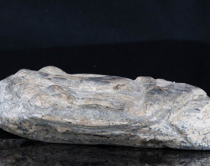 Dinosaur Fossil, Carved Bone for Home Decor and Reiki 222