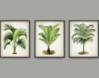 Palm Tree Botanical Wall Art Print Set of 3 - Modern Home Decor - Palm Tree Book Illustration Prints -Palm Tree Botanical Prints (B413)