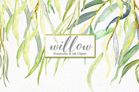 Willow branches watercolor and ink clipart hand drawn.