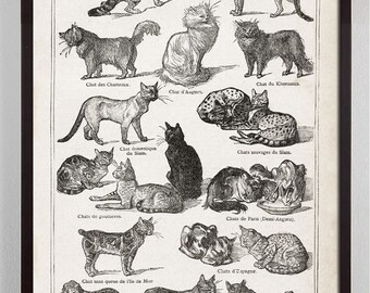 Cat Print, Cat Lover gift, Cat Wall Art, Antique Cat Print, Cat gift, French cats, Cat Art, Black Cat, Cat wall art, Cat Artwork, Cats