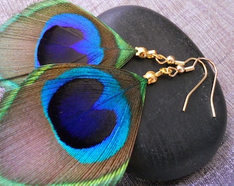 Natural, gold plated Peacock feather earrings.