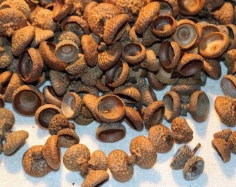 Free Shipping - Natural New England Double & Triple Acorn Caps 100+ Sets over 200 caps with Shipping Included
