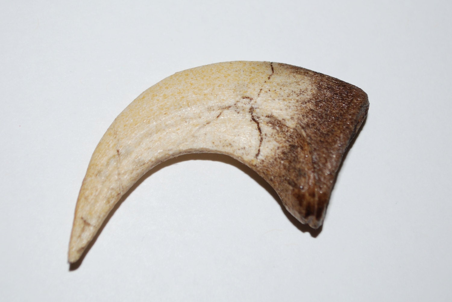 fossilized raptor claw