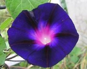 Morning Glory Grandpa Ott Flower Seeds / Ipomoea/Annual 25+