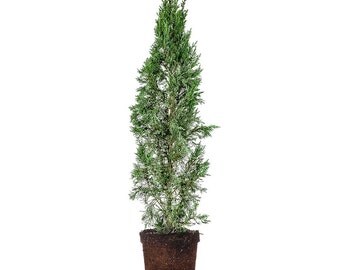 ITALIAN CYPRESS Size: 5-6 ft