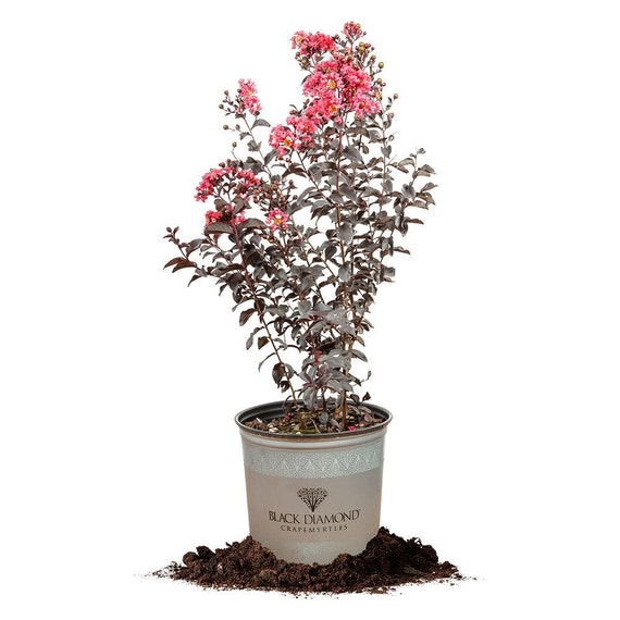 BLACK DIAMOND SHELL Pink Crape Myrtle: 3 Gallon