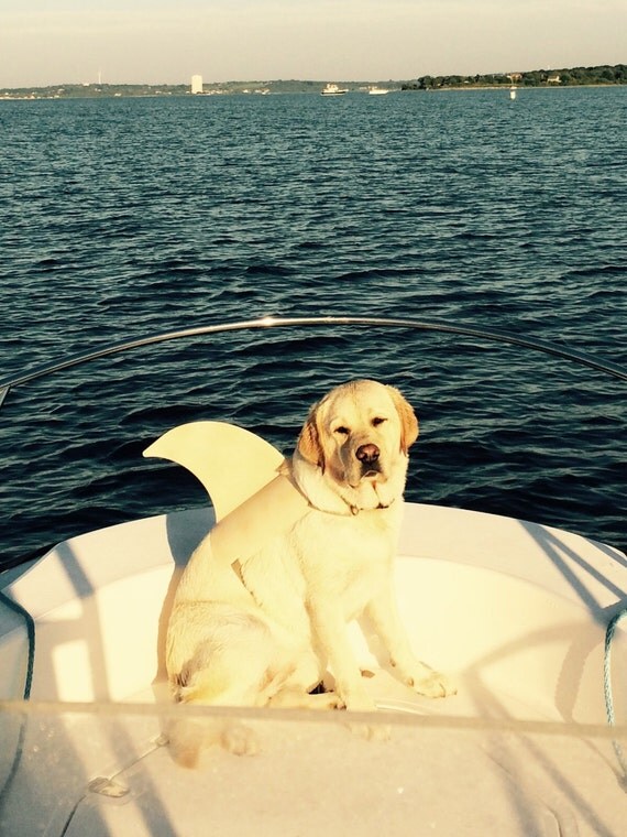LARGE. Dog shark fin. Your shark dog will be a hit at the
