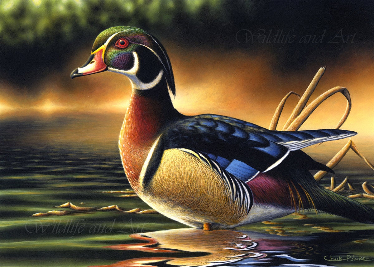 Wood Duck Art Canvas Print Waterfowl Wildlife by WildlifeandArt