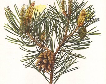 Scots pine, original 1913 botanical print - Pine tree, pine cone - 102 years old German antique lithograph illustration (B047)
