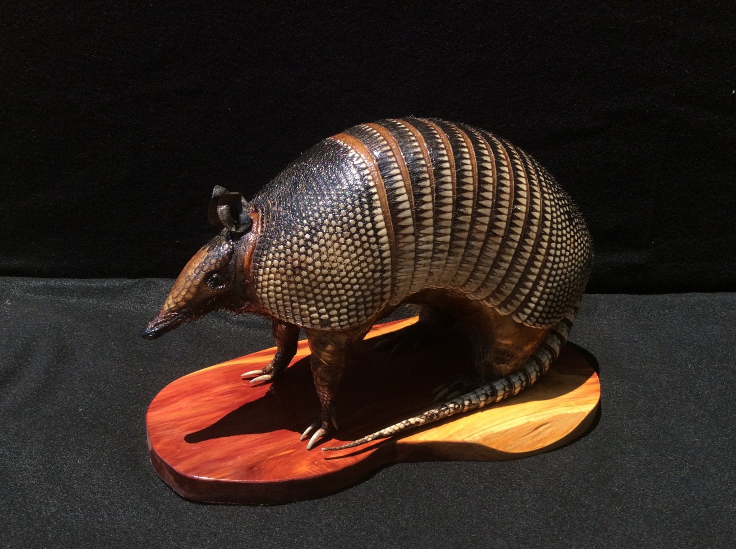 real stuffed armadillo for sale