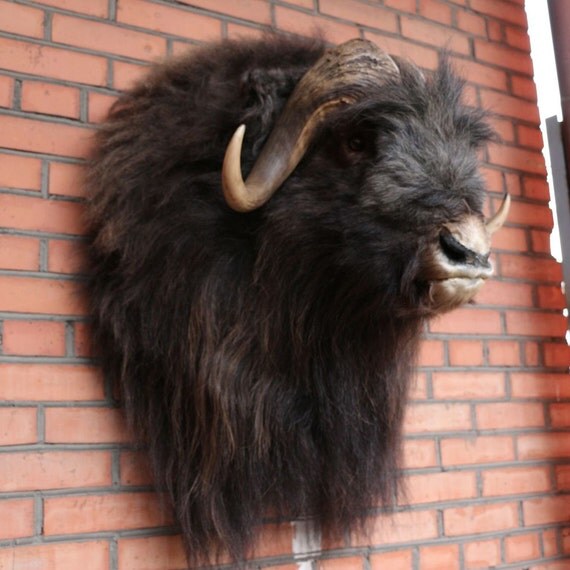 stuffed musk ox