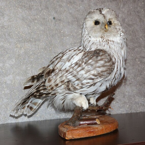 taxidermy owl for sale