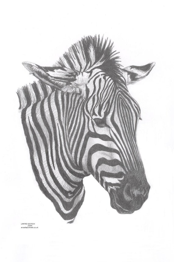 ZEBRA 1 African Safari Wild Zoo Limited Edition art drawing