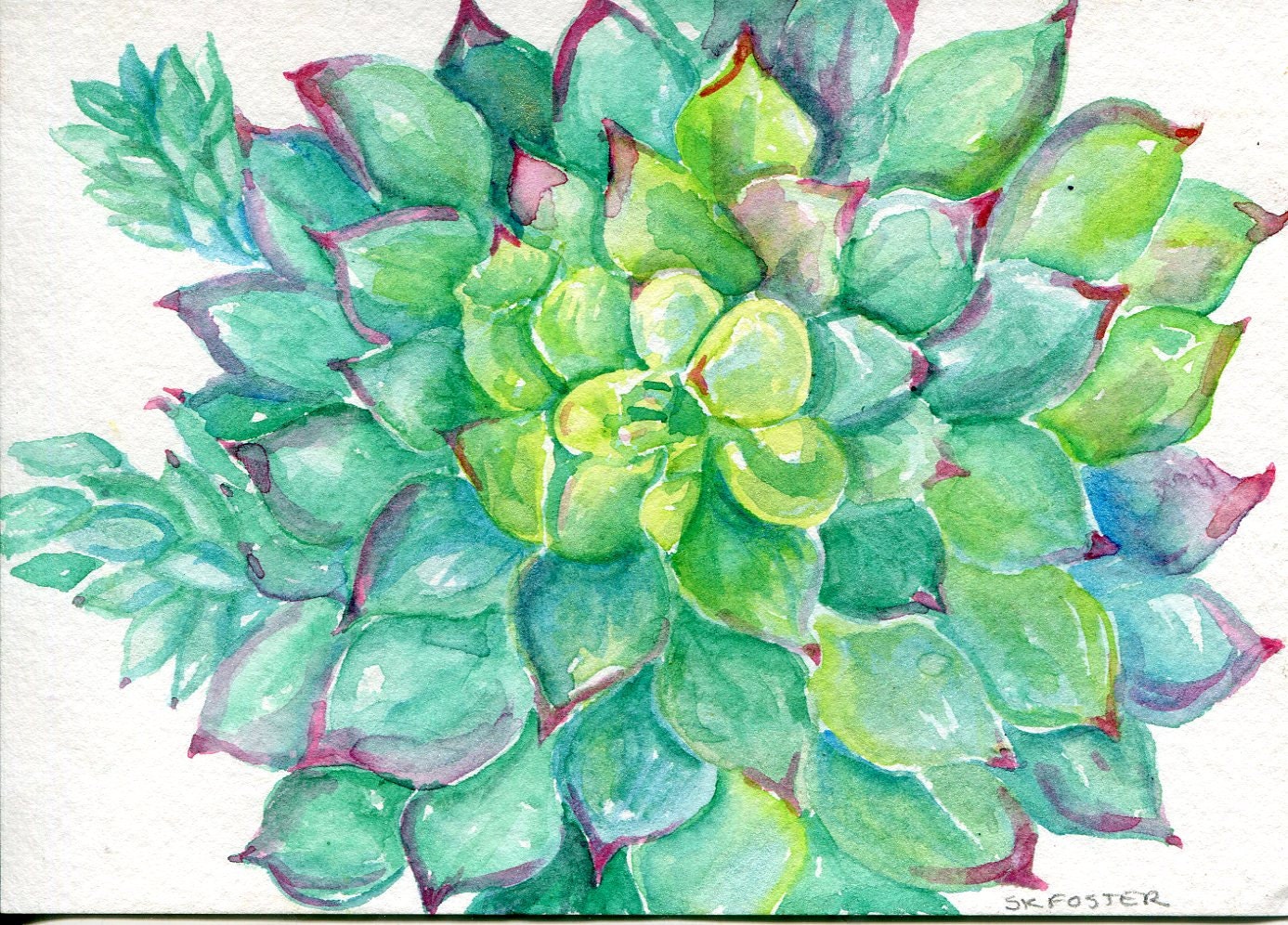 Succulent Watercolor Painting Original 5 x 7 Green Sedum