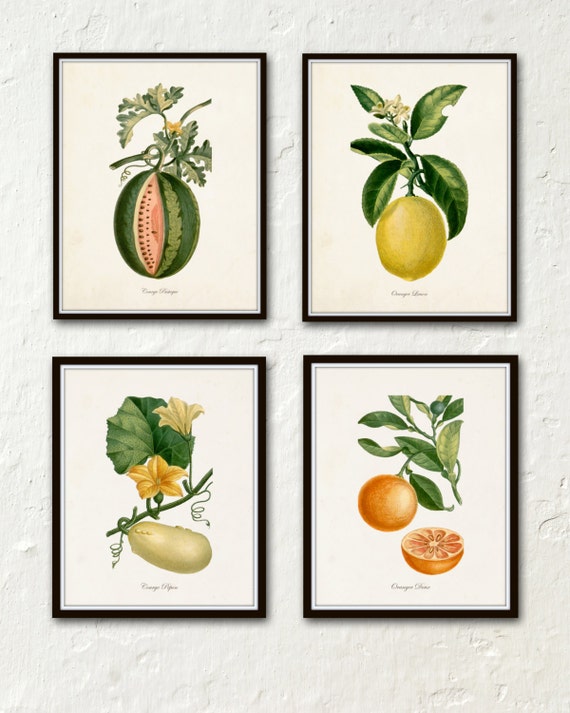 French Botanical Print Set No. 12 Giclee Canvas by BelleMaisonArt