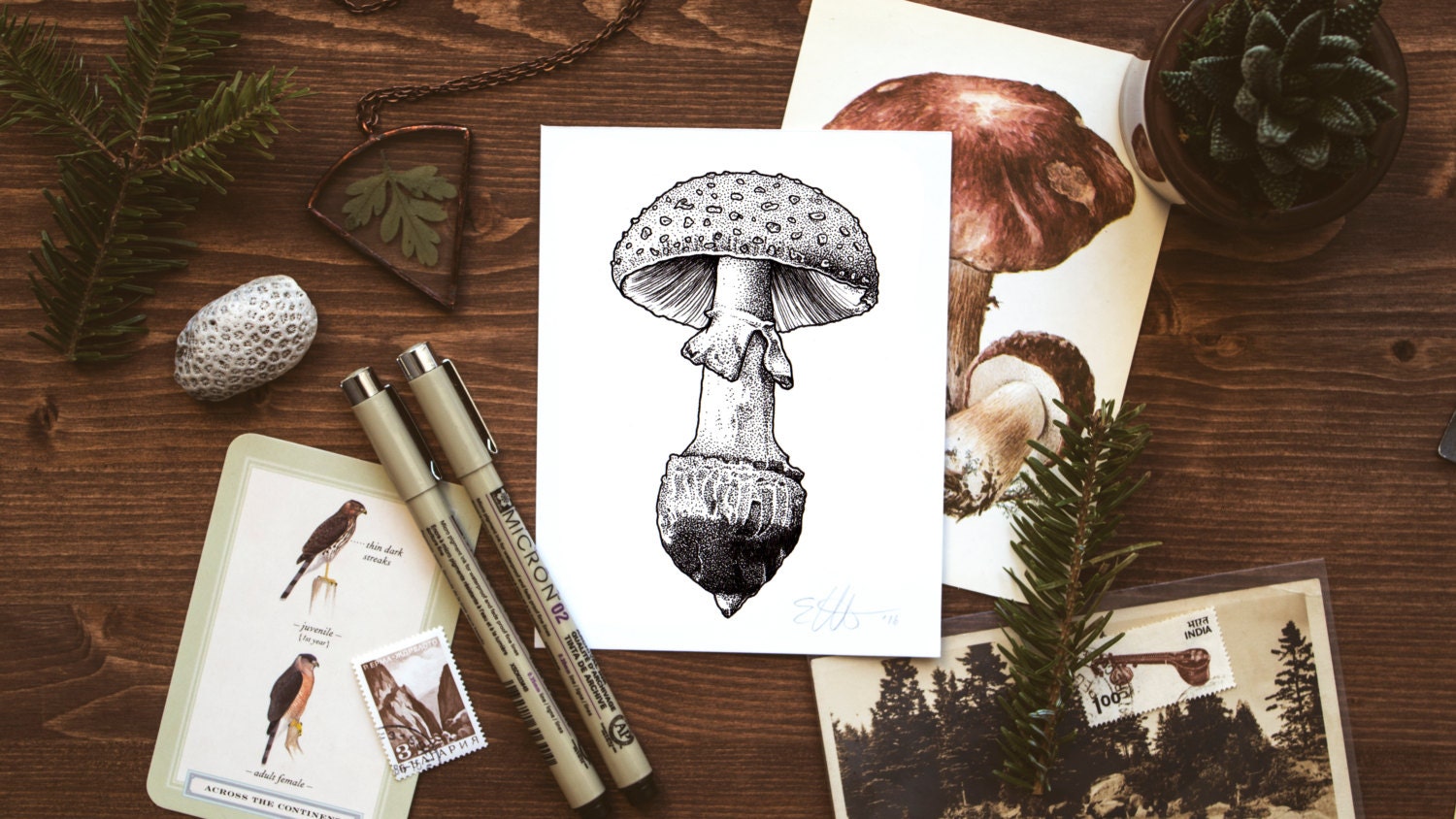 Mushroom Drawing Print Vintage Illustration Botanical Art