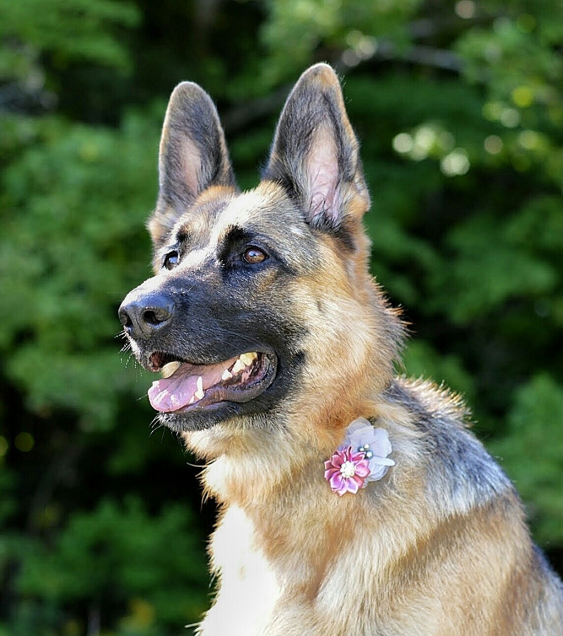 Dog collar flowers Dog collar dog collar bling collar