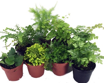 Mini Ferns for Terrariums/Fairy Garden - 8 Different Plants-2" Pots