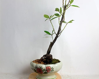 Texas Sage Bonsai Tree by LiveBonsaiTree by LiveBonsaiTree on Etsy