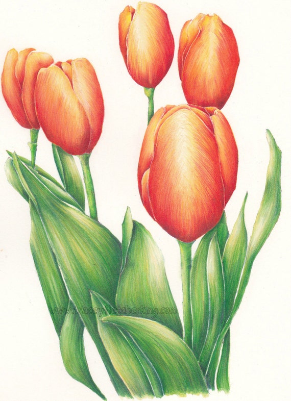 Tulip Botanical Painting Print by TraceyFletcherKing on Etsy