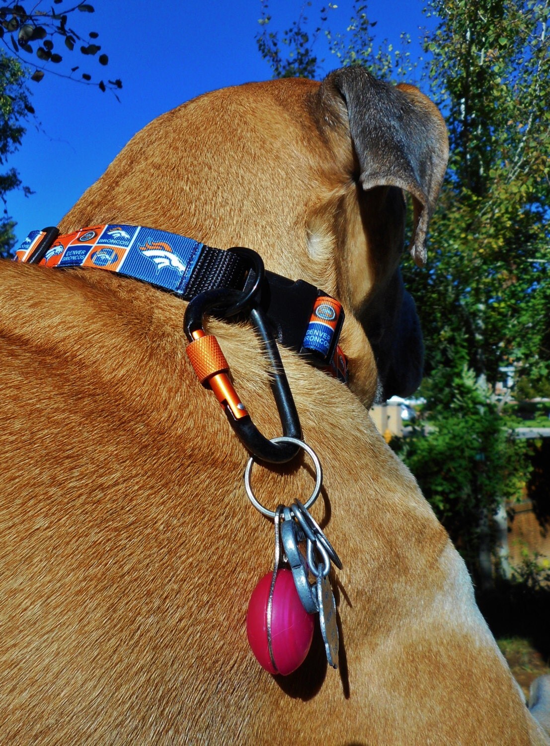 Big dog locking carabiner clip attach ID tags leash prong