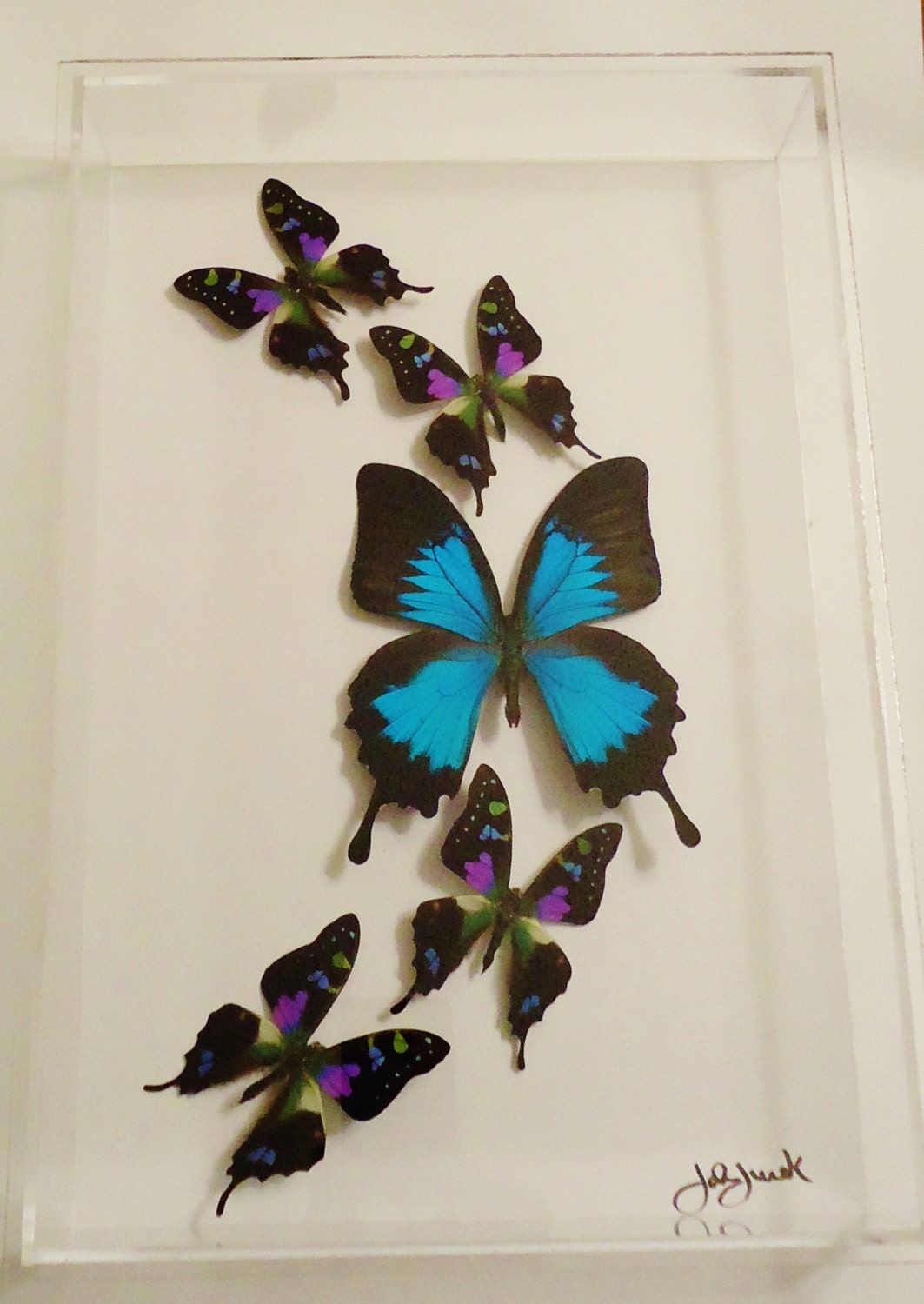 Butterfly Display Framed Butterflies Mounted Butterflies 